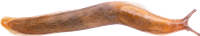 Arion fuscusBRUN SKOGSSNIGEL8,7 × 47,0 mm